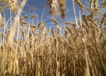 Cifra alarmante: 830 mil hectáreas de trigo dejarán de cosecharse a causa de la sequía