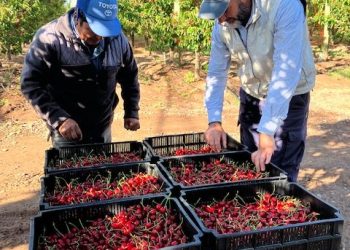 Comenzó la cosecha de cerezas en Mendoza con buenasexpectativas de rendimiento