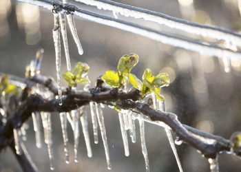 Mendoza decretó la emergencia en zonas afectadas por lasfuertes heladas registradas