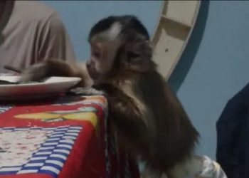 Conflicto en La Pampa con «familia multiespecie»: criaron un mono durante 9 años y se los sacó la Policía