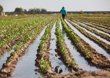 Conocer el suelo para el manejo integrado de cultivos