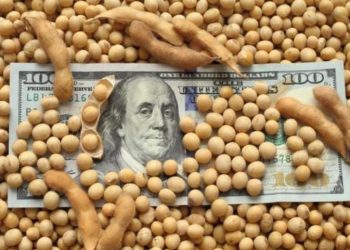 Dólar Soja 2: el Gobierno espera recaudar US$ 3.000 millones y conseguir una exportación récord