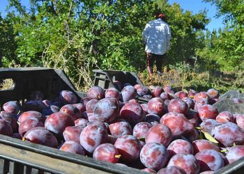En la última década San Rafael perdió 4 mil hectáreas de ciruela