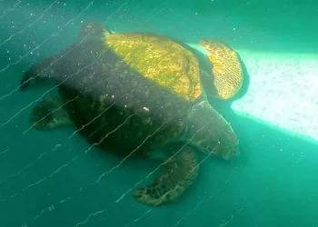 El tortugo Jorge ya nada a mayor profundidad y convivirá con otras especies