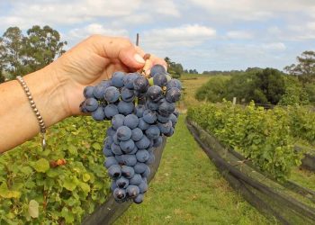 Estados Unidos impuso aranceles de hasta el 30% a la producción de jugo de uva de la Argentina