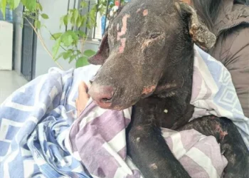 Horror en Salta: una mujer prendió fuego al perro de su ex pareja para vengarse