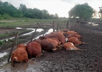 La caída de un rayo fulminó a 65 terneros en un campo de Formosa
