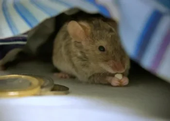 La maravillosa carta del «Ratón Pérez» a una nena devastada por haber perdido su diente