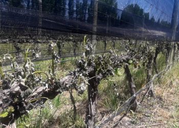 Oficializaron el estado de emergencia y desastre agropecuario por las heladas tardías