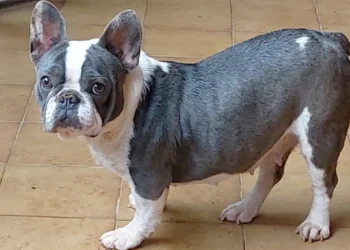 Viral: Pensó que había comprado un bulldog francés, pero el perrito creció y se llevó una gran sorpresa