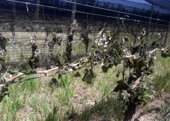 Suarez declarará la Emergencia Agrícola por los daños que causaron las heladas tardías
