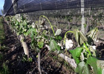 Tarifas: Mendoza pide que los productores tengan los mismos beneficios que los clubes de barrio