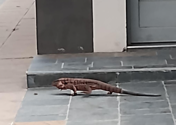 Sorpresa en  General Alvear: apareció un lagarto en una zona sumamente concurrida