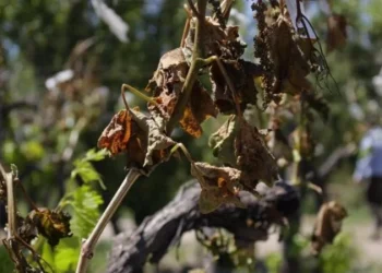 Unas 24 mil hectáreas sufrieron pérdidas totales debido a las heladas tardías