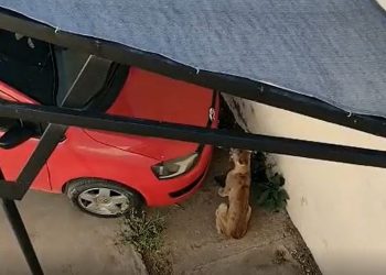 Capturaron un puma suelto que andaba en plena ciudad de General Alvear: murió horas después en la veterinaria