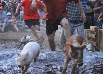 Polémica en la provincia de Mendoza:   Malargüe aprobó los juegos del chancho enjabonado y corrida de gallinas