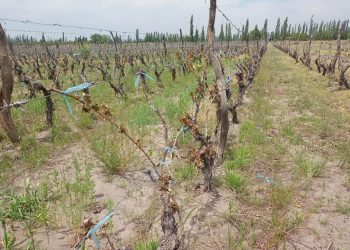 Heladas tardías: el Concejo aprobó una línea  de crédito para ayudar a pequeños productores