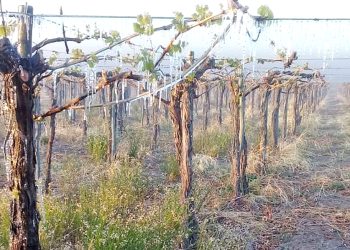 Heladas tardías: CAME y FEM  denuncian que de los $1500 millones para ayuda anunciados, a Mendoza solo vendrán 300