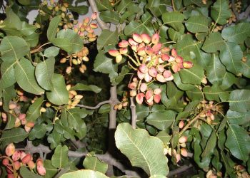 Destacan al “pistacho mendocino” donde San Rafael es uno  de los principales productores