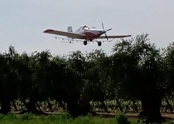 Mendoza inició la cuarta etapa del operativo para el control de polilla de la vid