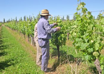 El Foro Vitivinícola 2022  concluyó que la situación para el sector será muy difícil el año que viene
