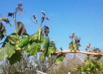 Mendoza depositó la ayuda a productores afectados por las heladas