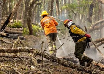 Alarma en la Patagonia: unas 5000 hectáreas de bosque arden en Tierra del Fuego