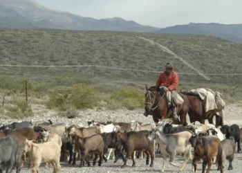 Así viven los arrieros malargüinos el mundial al pie de la cordillera