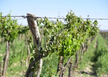 Cerca de mil productores afectados  por las heladas podrán beneficiarse con el Programa Recuperagro en San Rafael