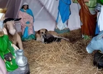 Encontraron a una perrita en un pesebre navideño y se llevaron una conmovedora sorpresa