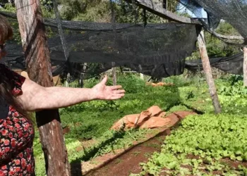 Heladas: más de 8.000 productores gestionaron sus certificados de daños