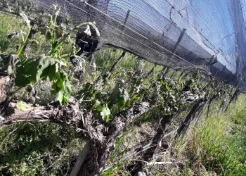 Heladas tardías: Mendoza lanzará una línea de crédito para los productores afectados