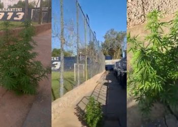 Insólito: una enorme planta de marihuana creció en la cancha de la Lepra