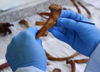 Investigadores argentinos crean método para estimar edad de muertes a partir de la primera costilla