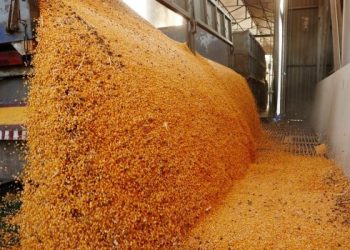 La liquidación de divisas por el dólar soja ya superó los US$ 1.000 millones