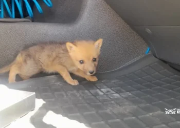 Llevaba un cachorro de zorro gris oculto en la cabina de un camión