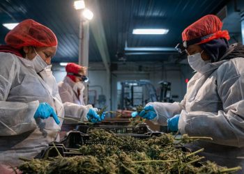 Nueva York abrirá la próxima semana su primera tienda legal de marihuana