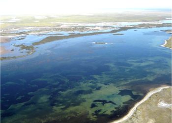 Gran crecimiento de la huerta comunitaria creada por Hilda Rodríguez