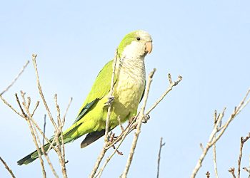 Productores de ciruela preocupados por  los daños a causa de las aves