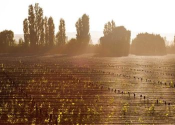 Robaron en una reconocida bodega de Mendoza durante una fiesta