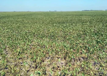 Sequía y calor: el campo enfrenta las peores condiciones climáticas de los últimos 30 años