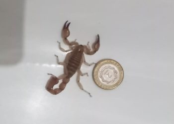 Temor frente al hallazgo  de dos alacranes en una finca de Rama Caída