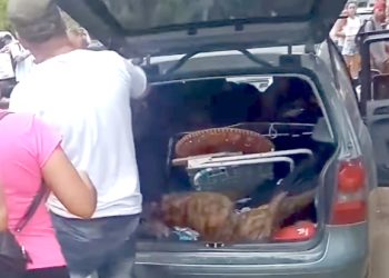 La Sociedad Protectora de Animales se presentó como querellante contra el hombre que dejó su perros en el auto y murieron