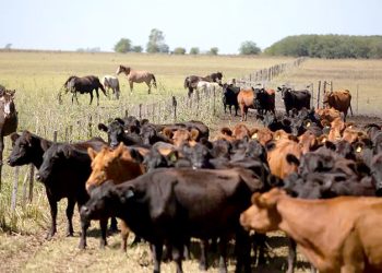 Desde el sector advierten que los preciosde la hacienda en pie siguen retrocediendo y hay preocupación