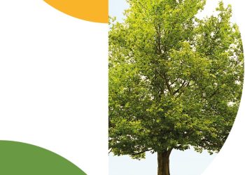 Pronto se conocerá cuál es el árbol  más antiguo de San Rafael y el ganador que lo descubrió recibirá los $150.000