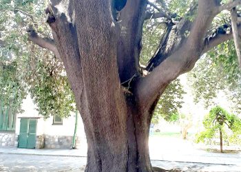 La ganadora del concurso  del Árbol más antiguo de San Rafael contó su historia