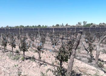 José Zuccardi y los  daños por heladas: “en Valle de Uco y oasis sur se estiman daños del 70%”
