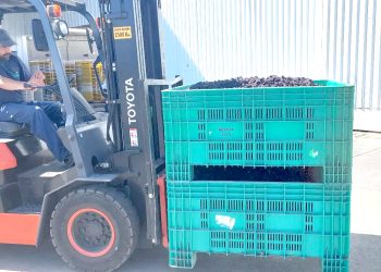 El INTA Rama Caída produjo  ciruelas deshidratadas