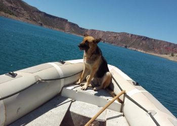 La rescataron abandonada  en el embalse de Valle Grande y le consiguieron una familia