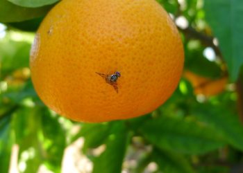 Levantaron la emergencia sanitaria por mosca de los frutos en Las Paredes